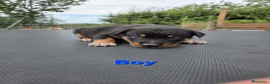 Mixed Breed 2