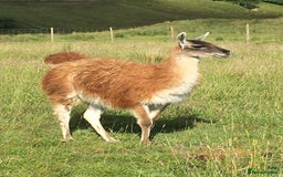 Llama livestock for sale: Guanaco for sale (lama guanicoe) Peak District - Image 3