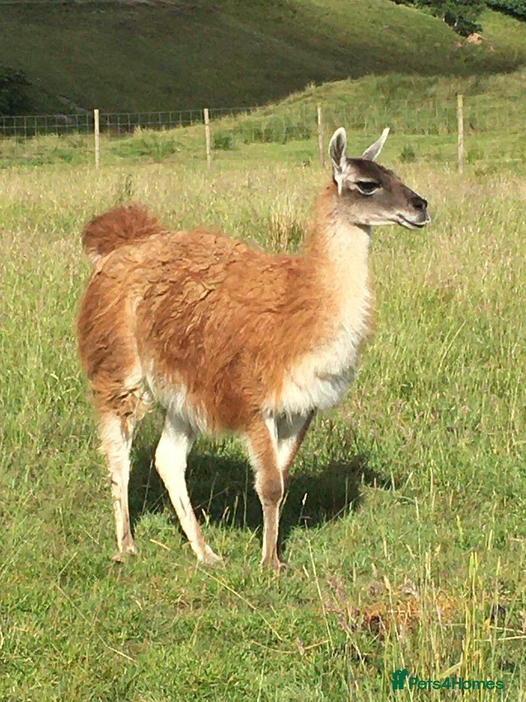Llama livestock for sale: Guanaco for sale (lama guanicoe) Peak District - Image 3
