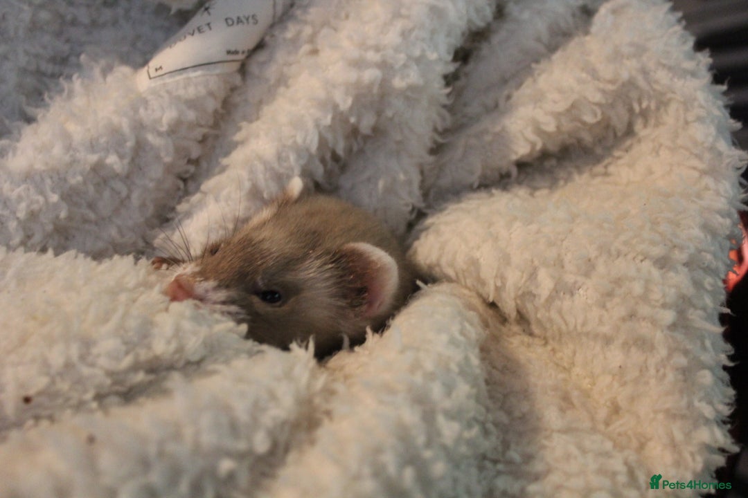 Ferret rodents for sale: Jills and hob ferrets - Advert 3