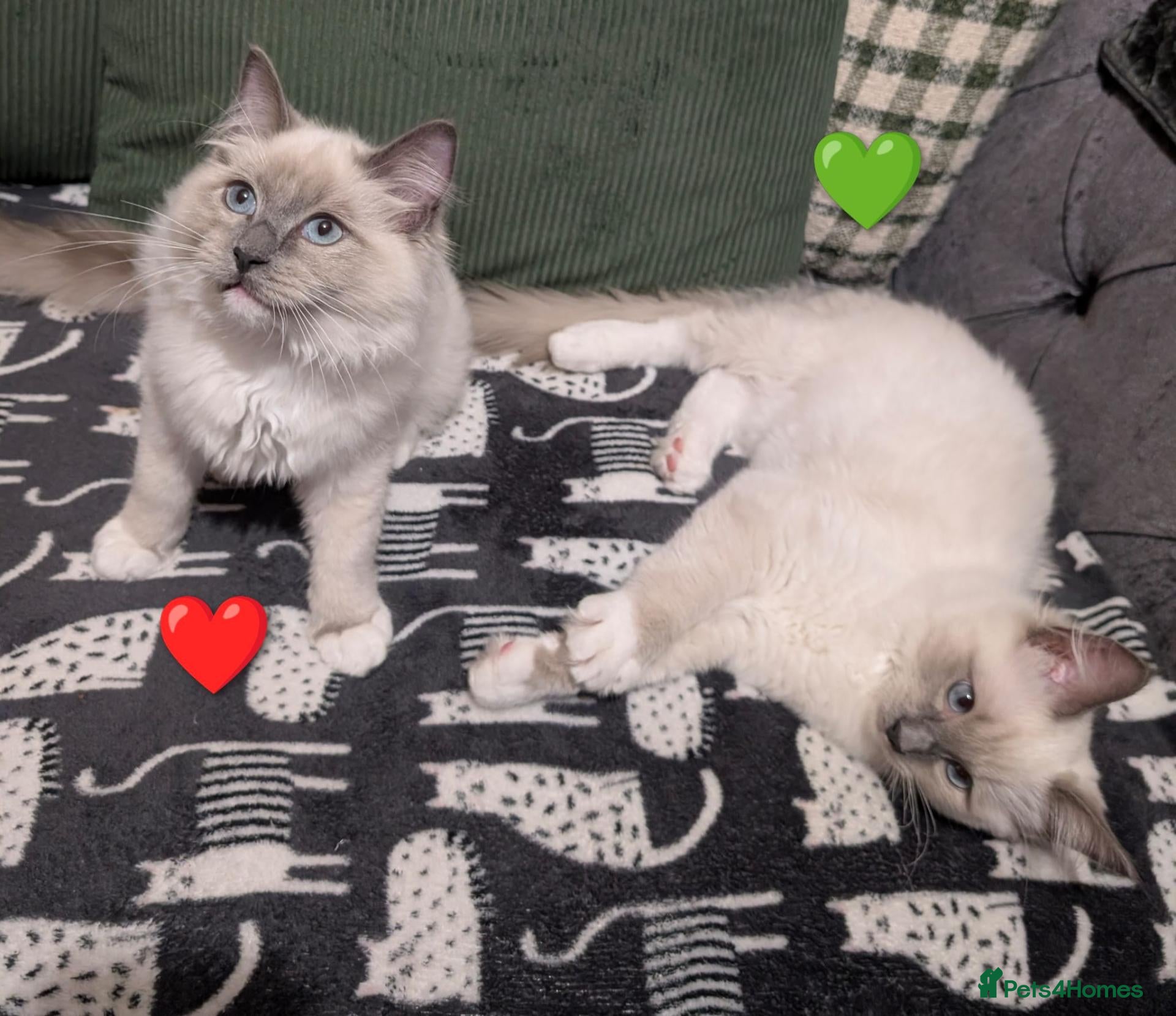 Ragdoll cats ❤️GCCF,3 BEAUTIES LEFT,Ragdoll blue point mitted   - Advert 2