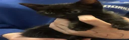 Ragcoon cats for sale: Ragdoll cross maincoon kittens  - Advert 10