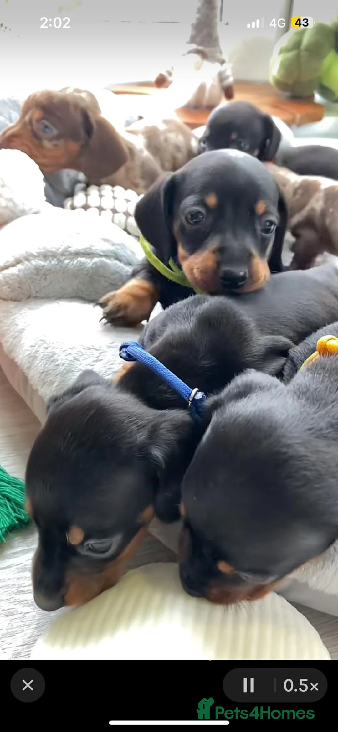 Miniature Dachshund dogs for sale: Beautiful miniature dachshund puppies - Advert 2