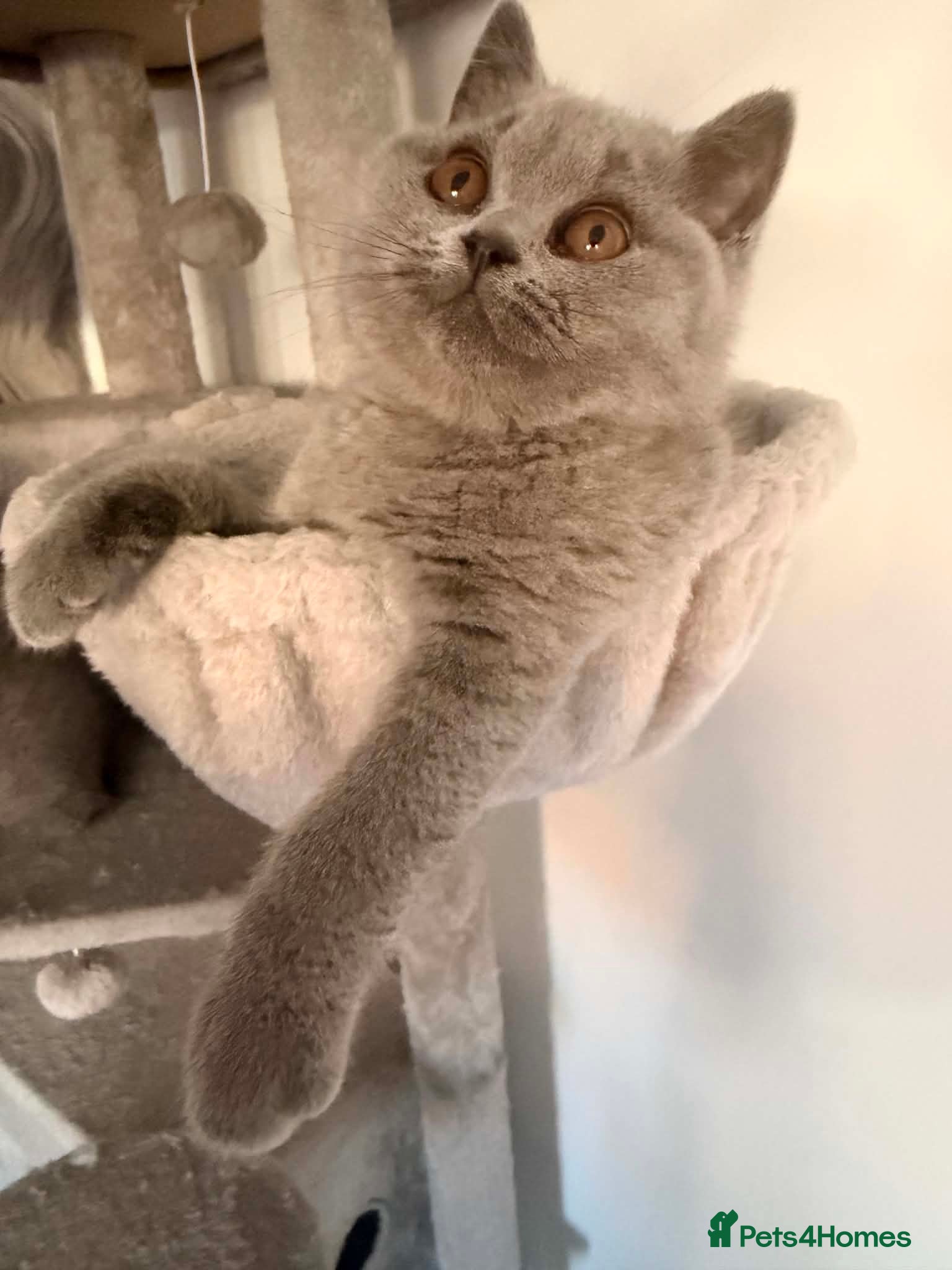 British Shorthair cats READY British shorthair BOY & GIRL - Advert 16