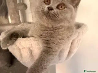 British Shorthair cats READY British shorthair BOY & GIRL - Advert 16