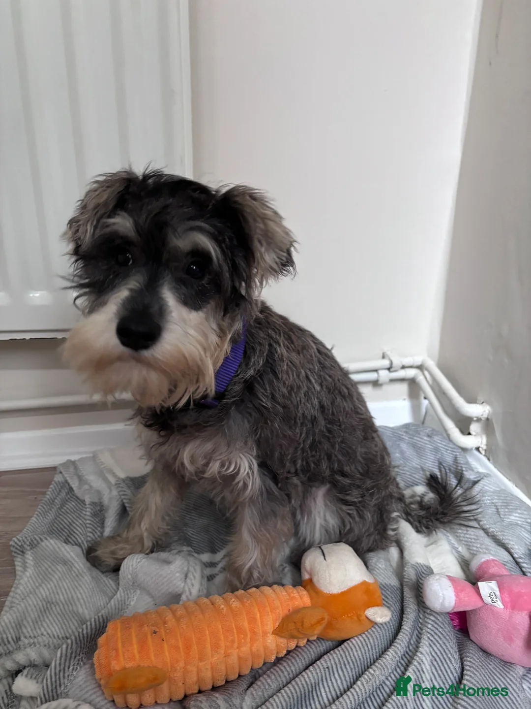 Miniature Schnauzer dogs for sale: Miniature schnauzer girl puppy  - Advert 2