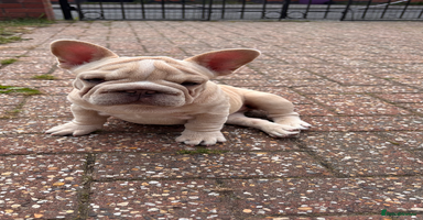 French Bulldog dogs in Liverpool - Advert 2