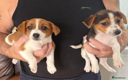 Jack Russell dogs for sale: Full breed jack Russell puppies for sale - Image 15