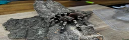 Tarantulas invertebrates for sale: Spiders lot for sale  - Advert 2