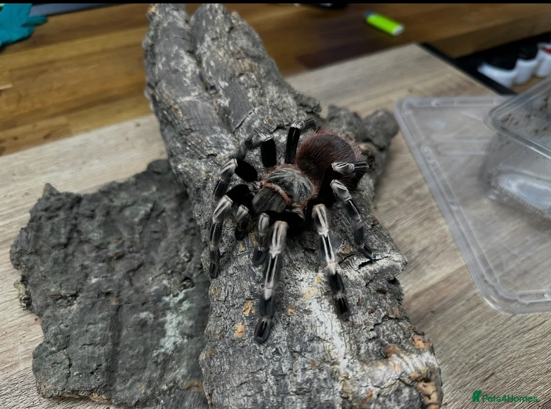 Tarantulas invertebrates for sale: Spiders lot for sale  - Advert 2