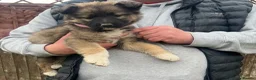 German Shepherd dogs for sale: 9 beautiful German shepherd puppies ready to go  in Feltham - Advert 1