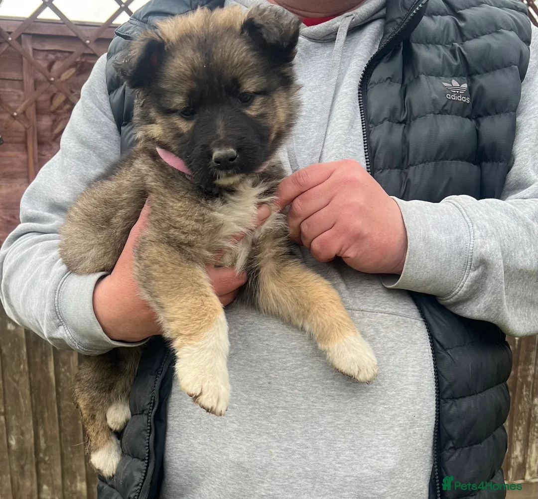 German Shepherd dogs for sale: 9 beautiful German shepherd puppies ready to go  in Feltham - Advert 1