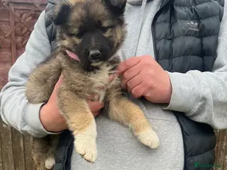 German Shepherd dogs 9 beautiful German shepherd puppies ready to go - Advert 9