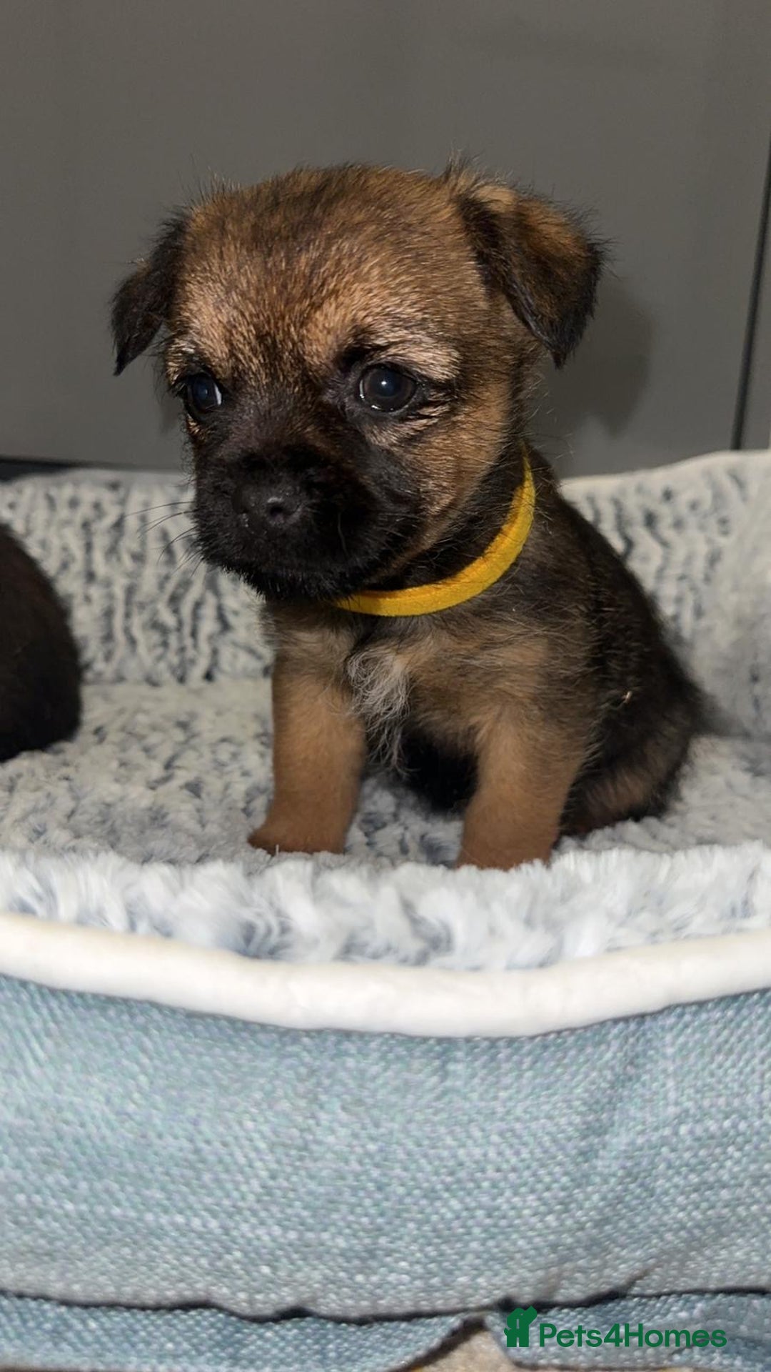 Border Terrier dogs for sale: Kc registered Border  terrier puppies - Advert 9