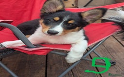 Mixed Breed dogs for sale: READY NOW.Only 2 left Border collies/kelpie pups - Image 11
