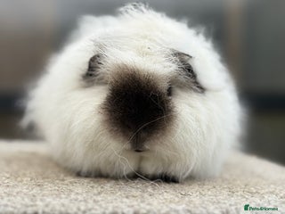 Guinea Pig rodents Pure Bred Swiss Guinea Pig Boar - Advert 5