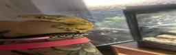 Gecko reptiles for sale: Lilley white male crested gecko  - Advert 2