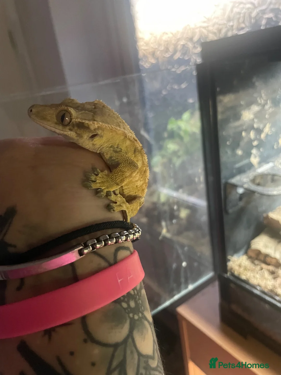 Gecko reptiles for sale: Lilley white male crested gecko  - Advert 2