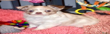 Moon pig 