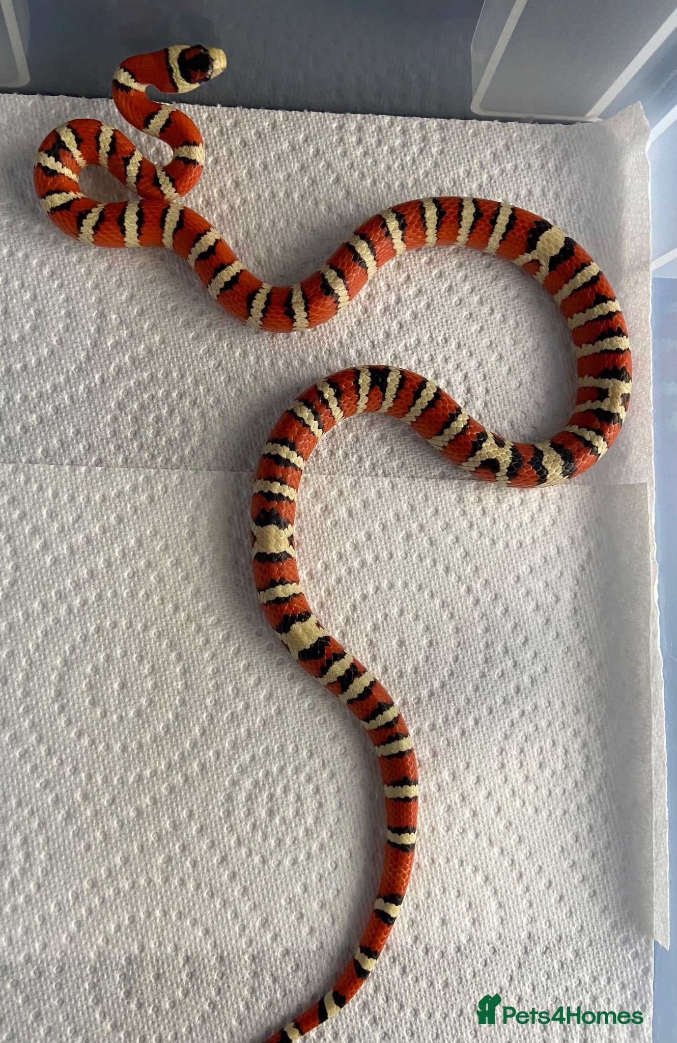King Snake reptiles CB23 Arizona Mountain Kingsnake - Advert 10