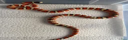 King Snake reptiles for sale: CB23 Arizona Mountain Kingsnake in Harlow - Advert 1