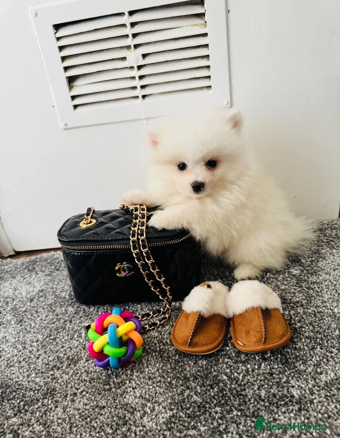 Pomeranian dogs for sale: Mini Pomaranian  in Basildon - Advert 1