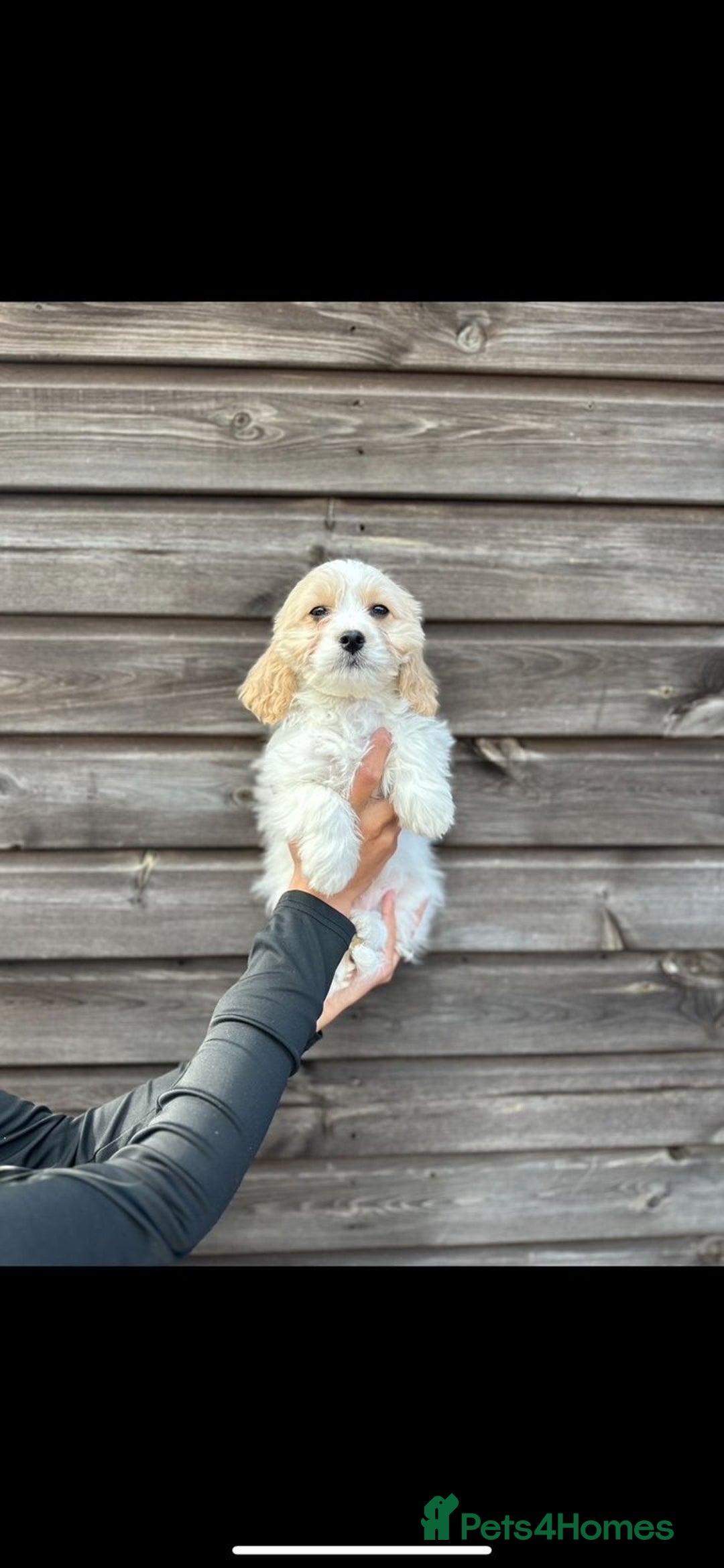 Cavachon dogs for sale: cavachon Puppies  - Advert 9