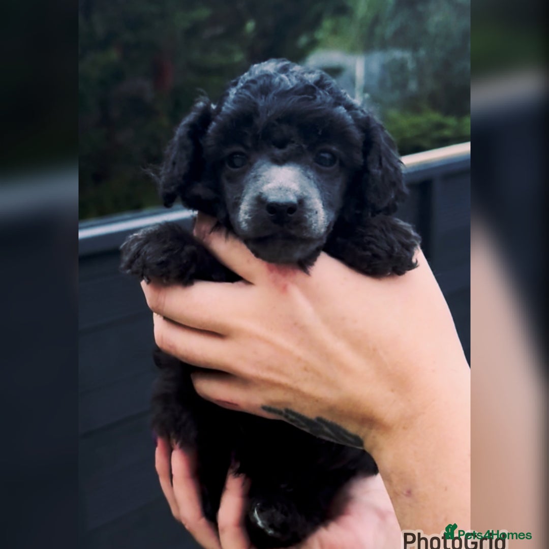 Miniature Poodle dogs for sale: Last one Silver mini poodles  - Advert 18