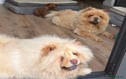 Chow Chow dogs for sale: Chow chow puppy red  - Image 2