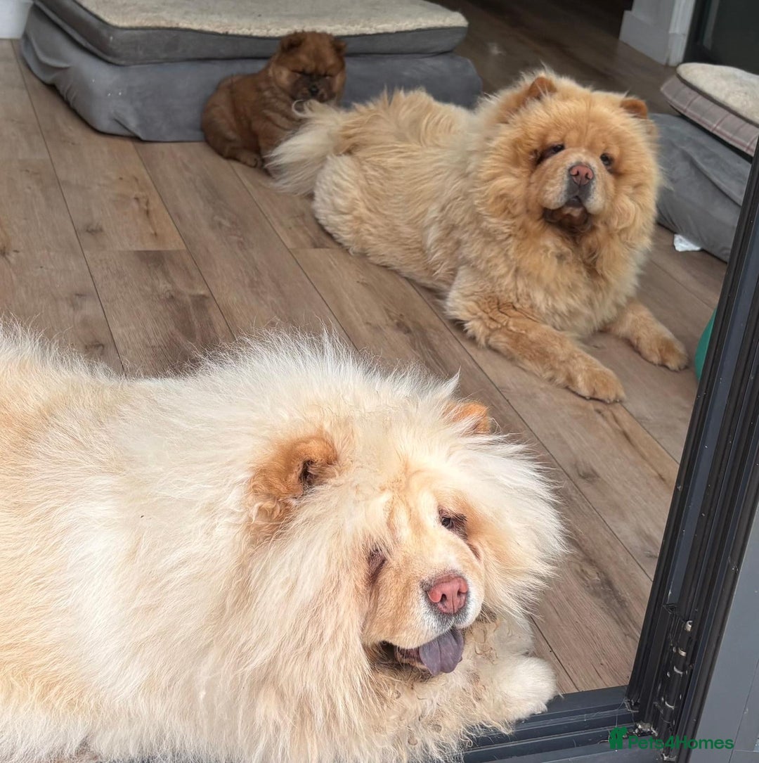 Chow Chow dogs for sale: Chow chow puppy red  - Image 2