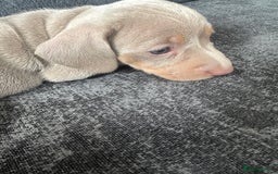 Miniature Dachshund dogs for sale: Adorable litter ready August 22nd ❤️❤️❤️💙  - Image 10