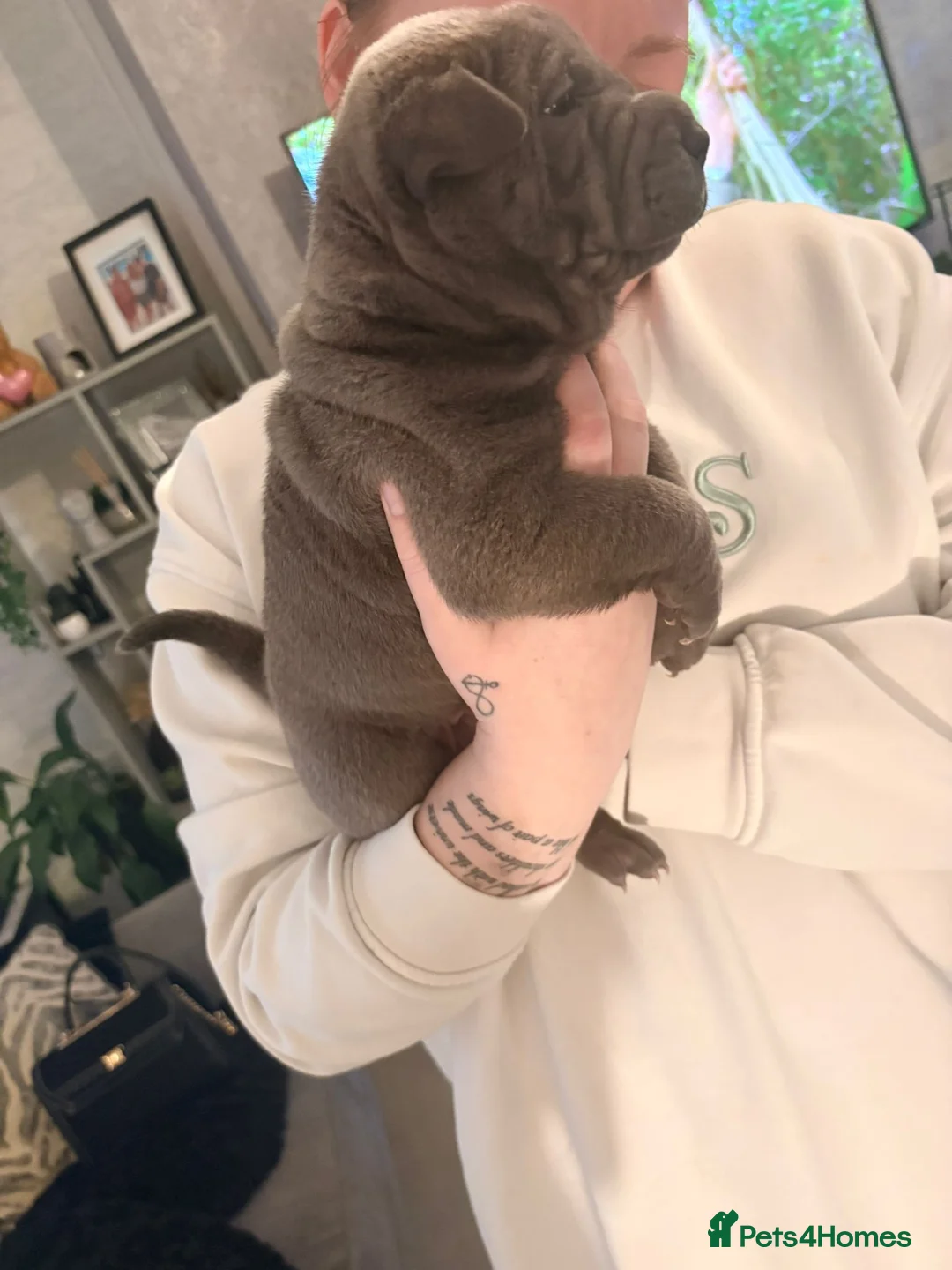 Shar Pei dogs for sale: Shar Pei Puppies looking for forever homes - Advert 31