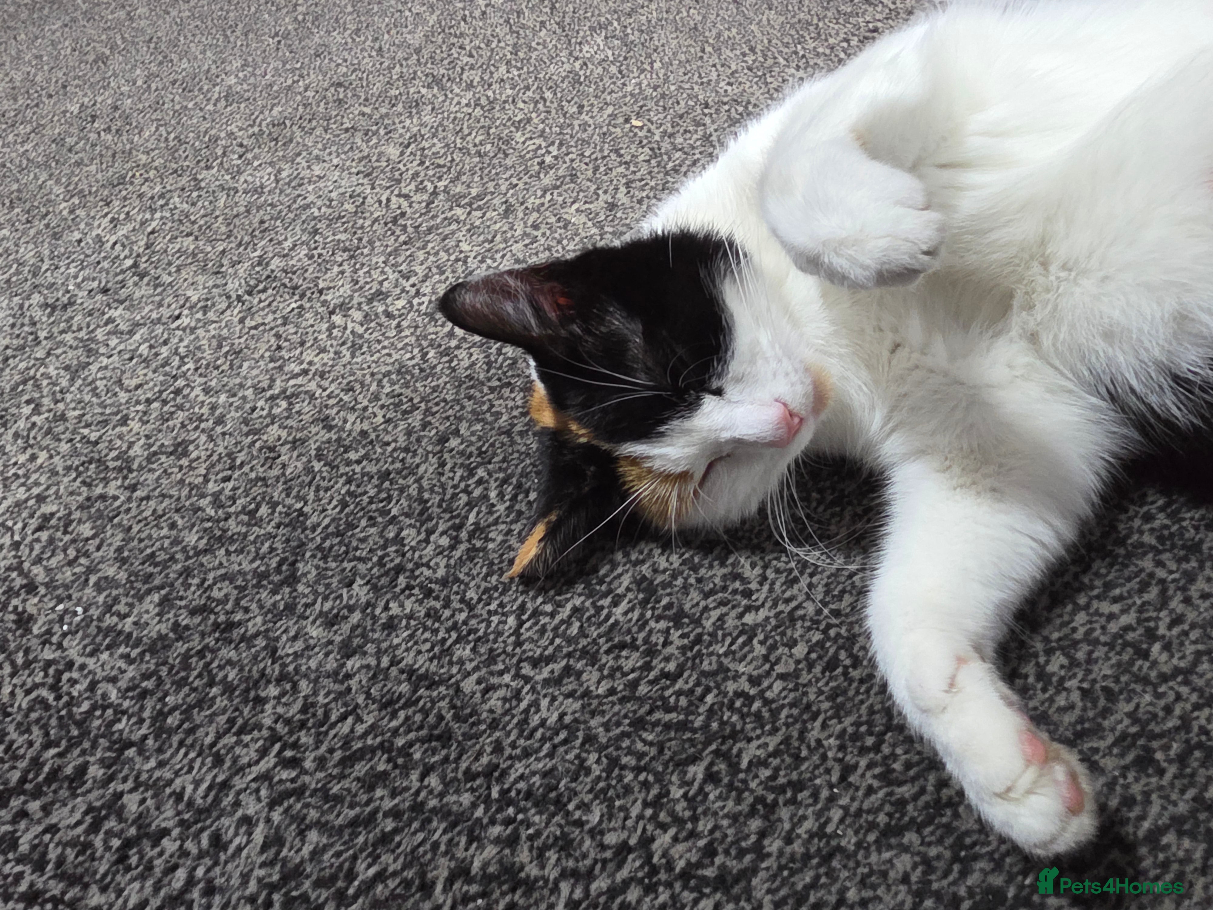 Mixed Breed cats FREE 3 BEAUTIFUL KITTENS  - Advert 1