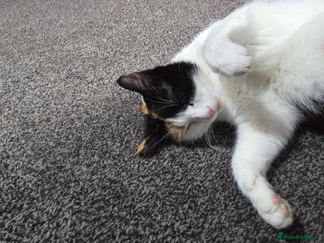 Mixed Breed cats for sale: FREE 3 BEAUTIFUL KITTENS  - Advert 1