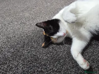 Mixed Breed cats FREE 3 BEAUTIFUL KITTENS - Advert 2