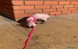 Sphynx cats for sale: Spynx female cat for sale  - Image 2