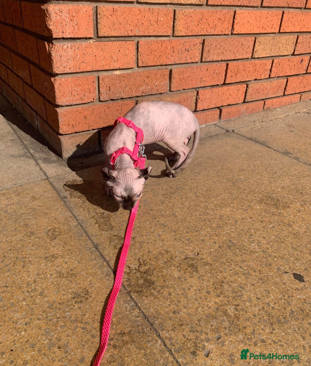 Sphynx cats for sale: Spynx female cat for sale  - Image 2