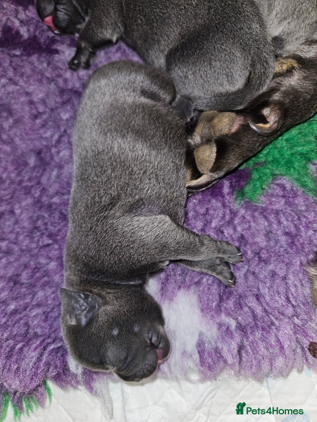 Staffordshire Bull Terrier dogs for sale: Beautiful chunky blues! - Advert 2