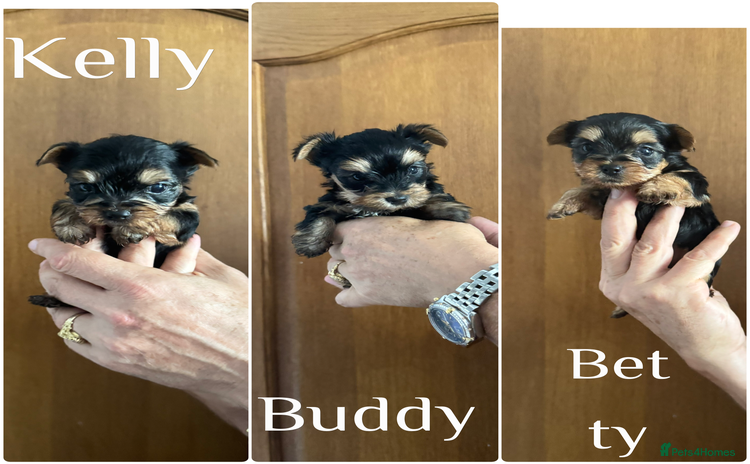 Yorkshire Terrier dogs - Advert 2