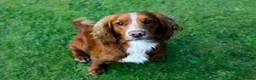 Cocker Spaniel dogs for sale: Beautiful Cocker Spaniel Pups Looking for Homes in Barnstaple - Advert 17