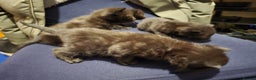 Bengal cats for sale: Beautiful BengalxBlack BengalxHimalayan Kittens - Advert 7