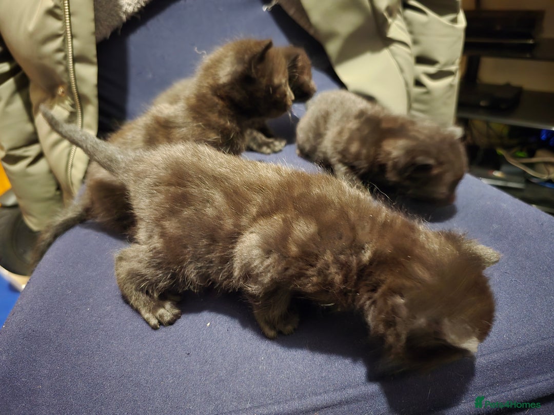 Bengal cats for sale: Beautiful BengalxBlack BengalxHimalayan Kittens - Advert 7