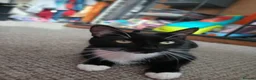 Domestic Shorthair cats for sale: 2 year old female cat in Preston - Advert 3