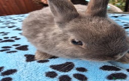 Netherland Dwarf rabbits for sale: 2 male bucks ready for forever homes - Image 6
