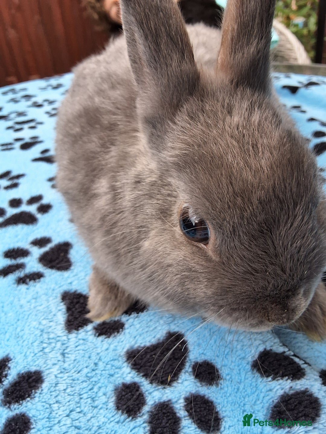 Netherland Dwarf rabbits for sale: 2 male bucks ready for forever homes - Image 6