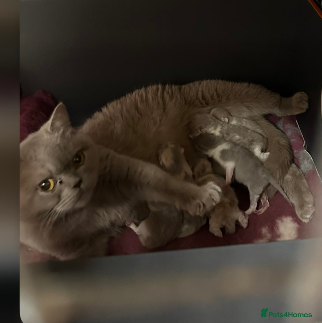 British Shorthair cats for sale: FULL PEDIGREE, REGISTERED BSH - Image 35