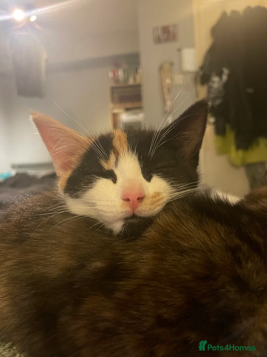 Mixed Breed cats for sale: 5 beautiful tortoiseshell+white and black kittens - Advert 10