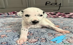 Dalmatian dogs for sale: Stunning KC Reg Dalmatian puppies  in Bristol - Image 26
