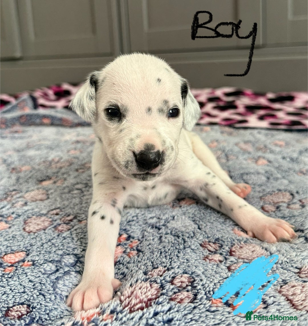 Dalmatian dogs for sale: Stunning KC Reg Dalmatian puppies  in Bristol - Image 26