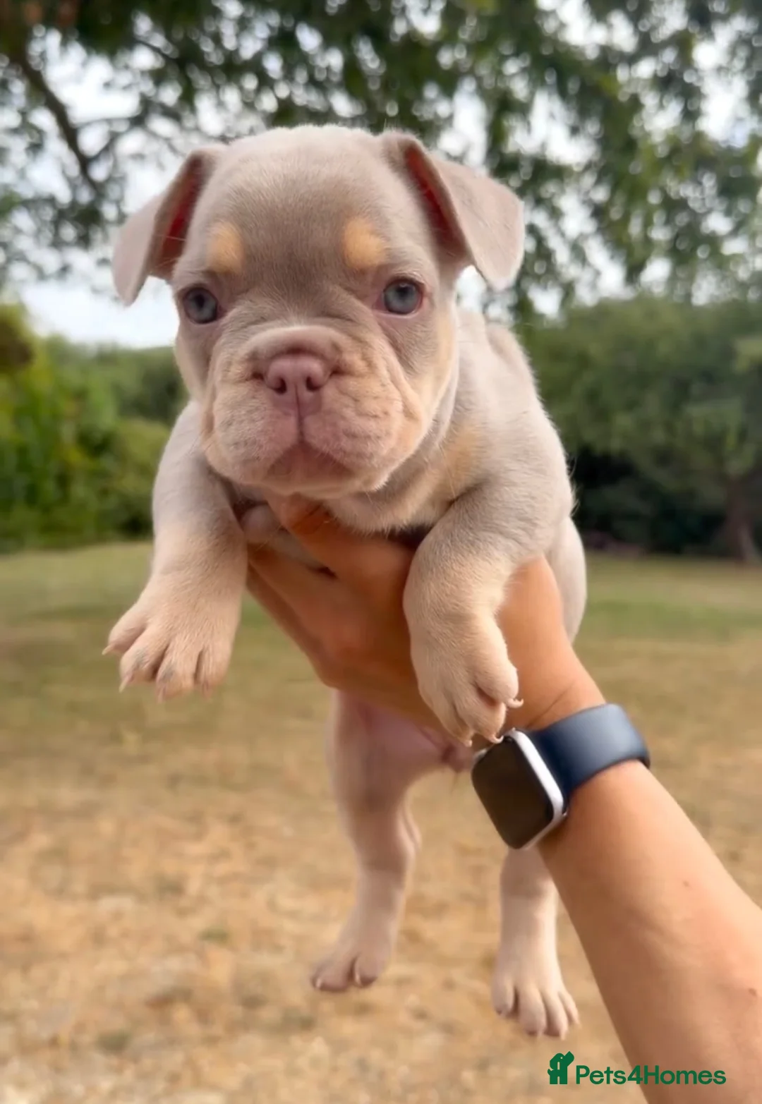 French Bulldog dogs for sale: French Bull Dogs / KC Registered / Visual Fluffy  - Advert 2